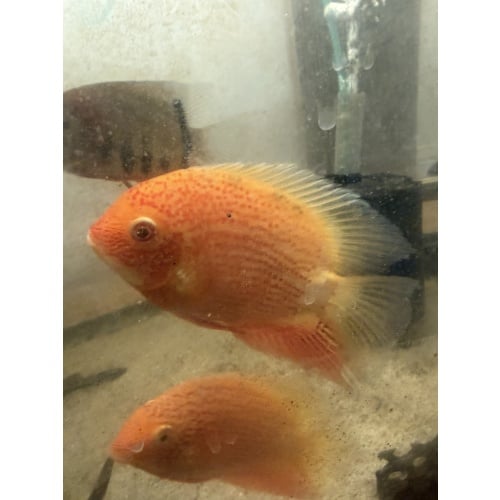 Red Spotted Severums