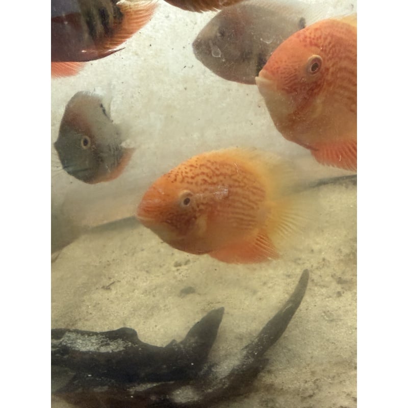 Red Spotted Severums