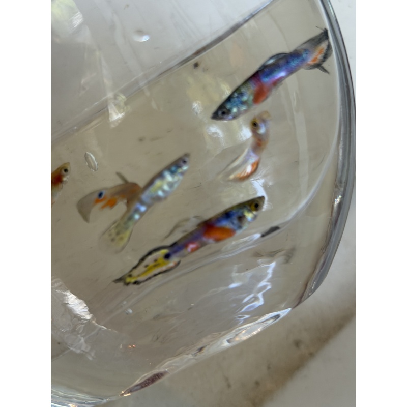 MYSTERY fry pack qty 7 Guppies