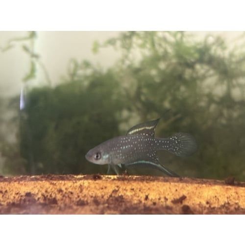 Spectrolebias chacoensis PYEH 06-15