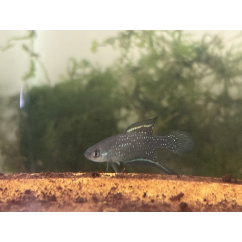 Spectrolebias chacoensis PYEH 06-15
