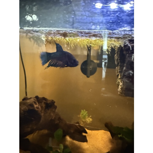 Complete 5 Gallon Planted Betta Aquarium Setup – Female Betta Included