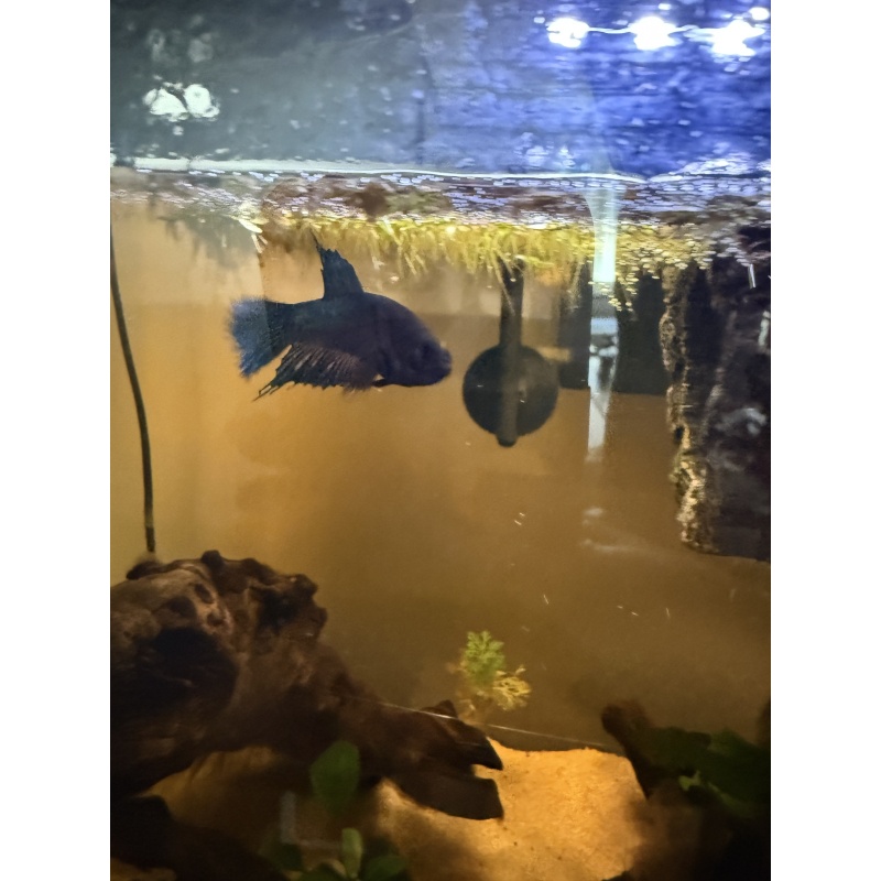 Complete 5 Gallon Planted Betta Aquarium Setup – Female Betta Included