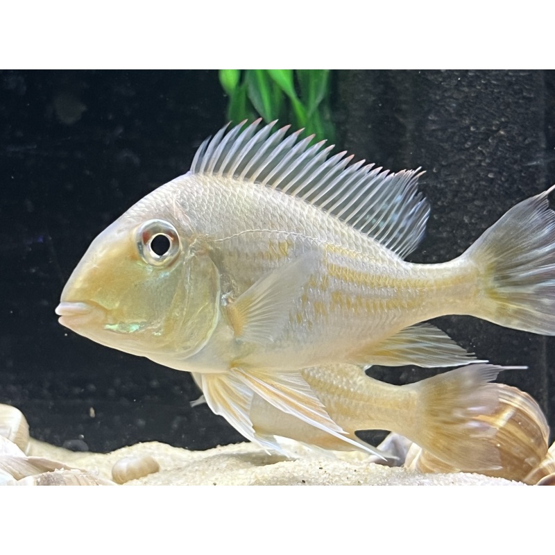 5 Sub Adult-Geophagus