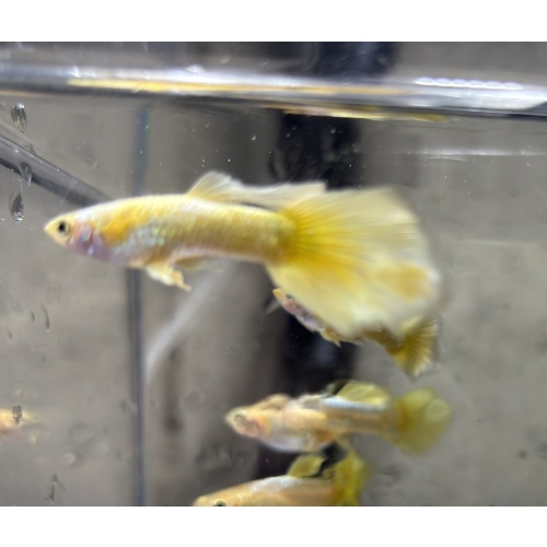 Gold Fancy guppies Tank bred and raised