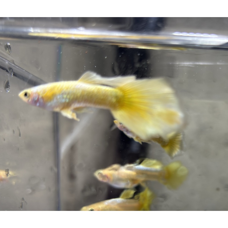 Gold Fancy guppies Tank bred and raised