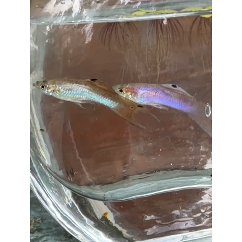 MYSTERY fry pack qty 7 Guppies