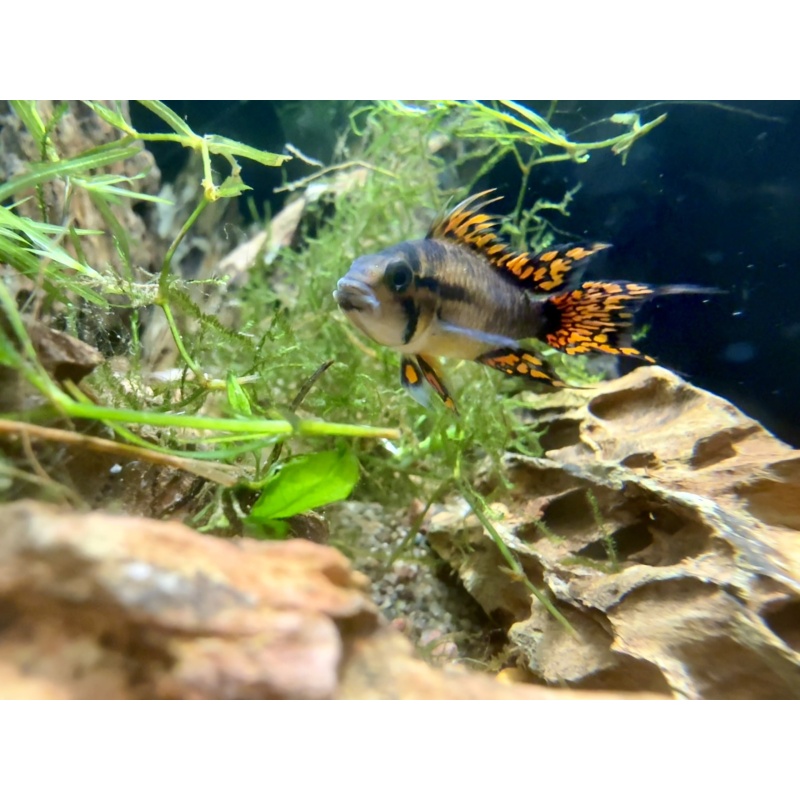 Apisto Cacatuoides - Red