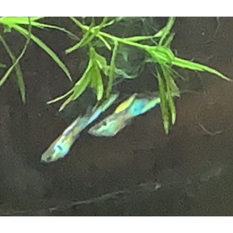 Vienna Emerald Green Swordtail Guppies VERY NICE!!