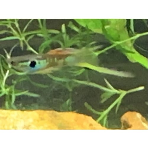 Vienna Emerald Green Swordtail Guppies VERY NICE!!