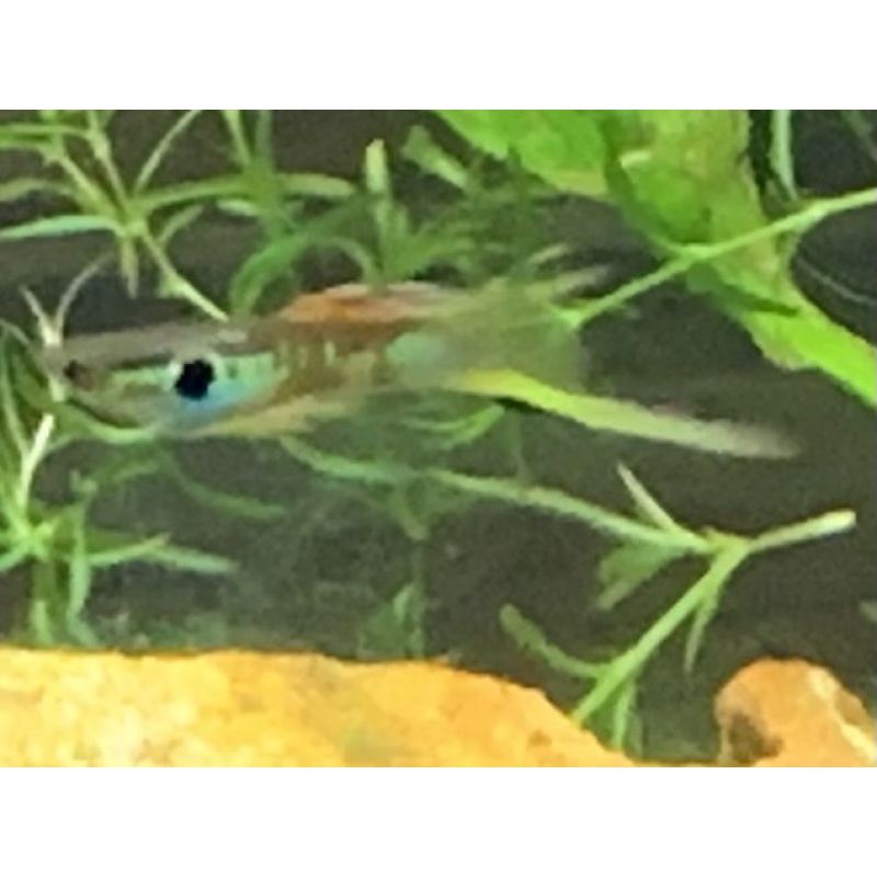 Vienna Emerald Green Swordtail Guppies VERY NICE!!