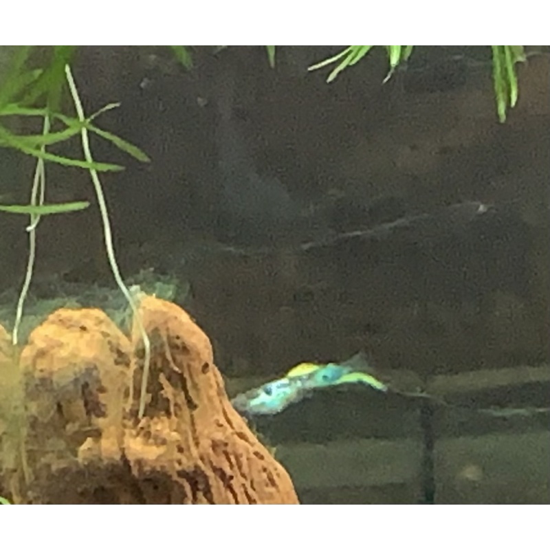 Vienna Emerald Green Swordtail Guppies VERY NICE!!