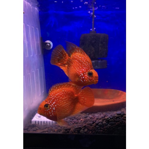 Male and female Crystal parrot