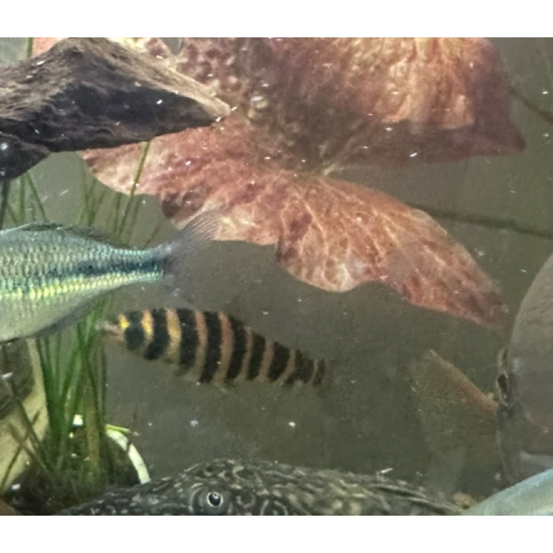 Leporinus