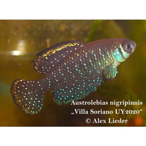 40+; Austr. nigripinnis *Villa Soriano UY2020*