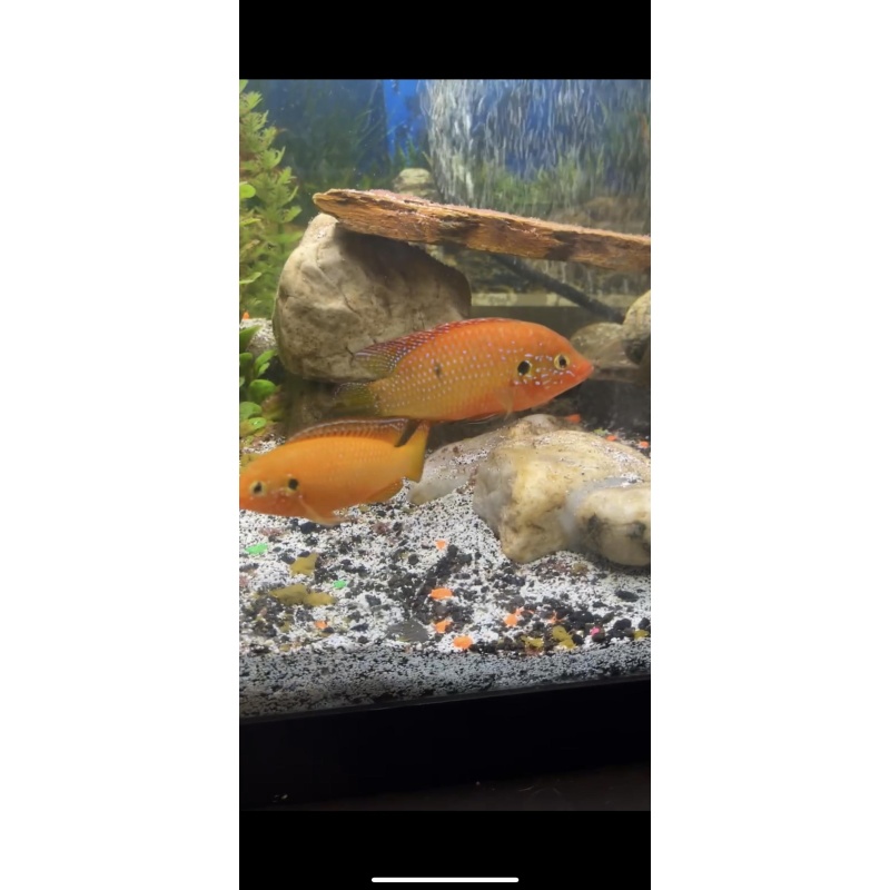 Red Jewel Cichlid Breeding Pair (Rubricatochromis Bimaculatus)