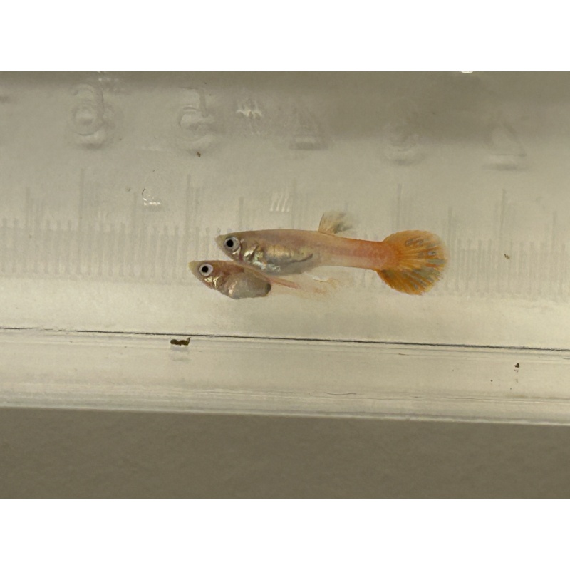 Blonde Magenta Guppies