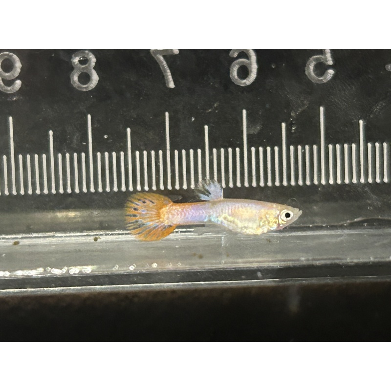 Blonde Magenta Guppies