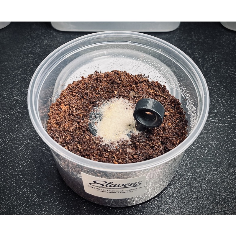 Live Grindal Worm Culture 16 oz – Aquarium Fish Fry Food + Free Feed Tool