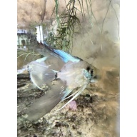3 BLUE PARAIBA Q+