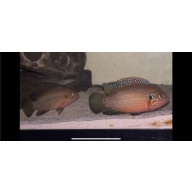Red Jewel Cichlid x5 (Rubricatochromis Bimaculatus)