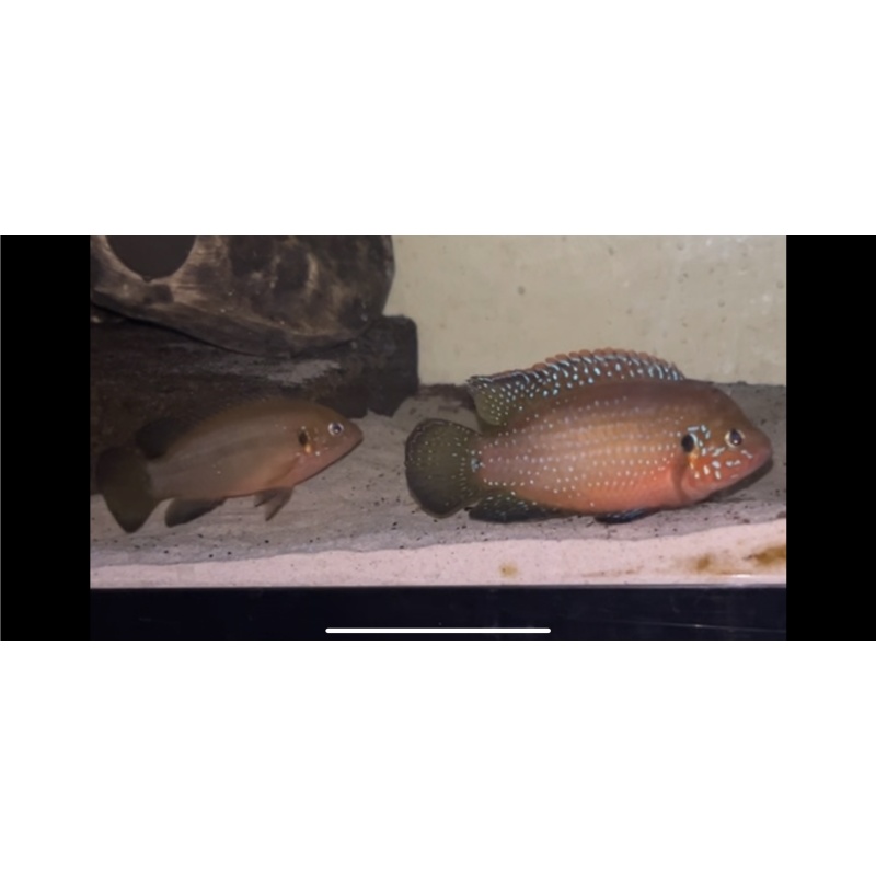 Red Jewel Cichlid x5 (Rubricatochromis Bimaculatus)