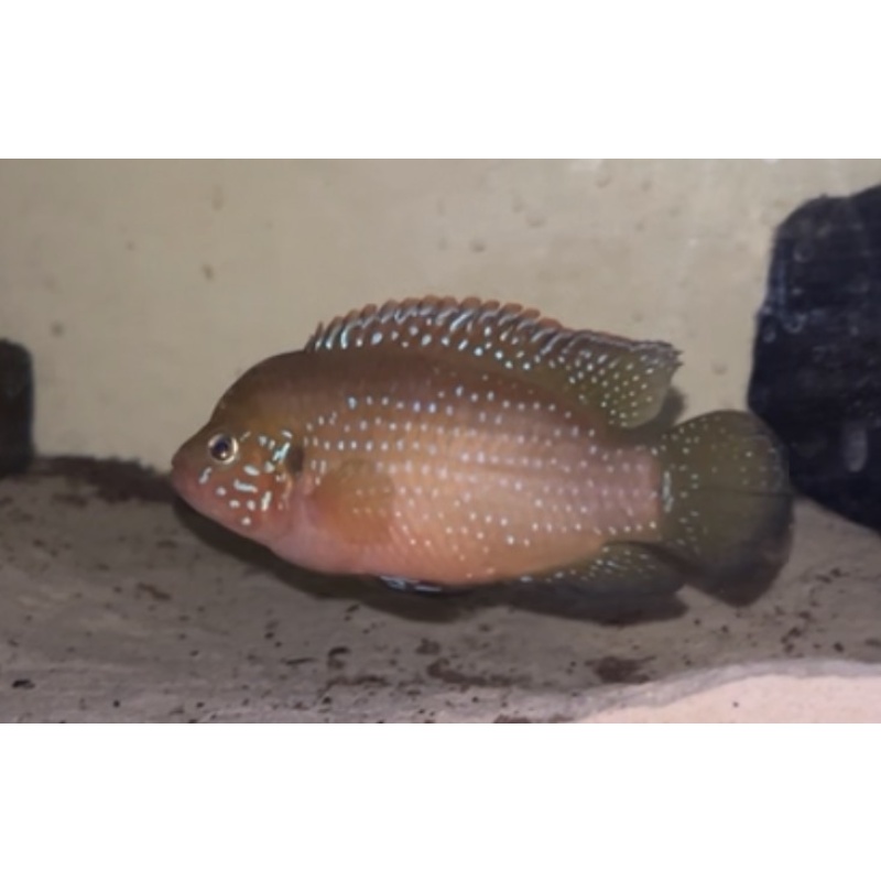 Red Jewel Cichlid x5 (Rubricatochromis Bimaculatus)