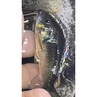 Green Aeneus Corydora x5