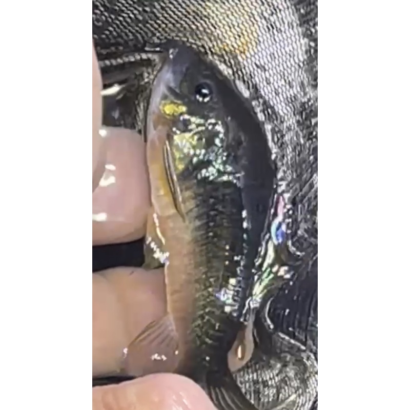 Green Aeneus Corydora x5