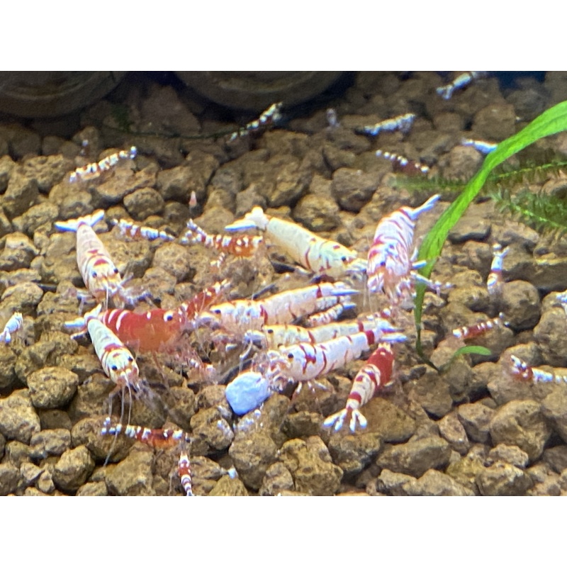Red Fancy Tiger shrimp 10+1+Bonus Items