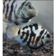 Polar Blue Parrot Fish