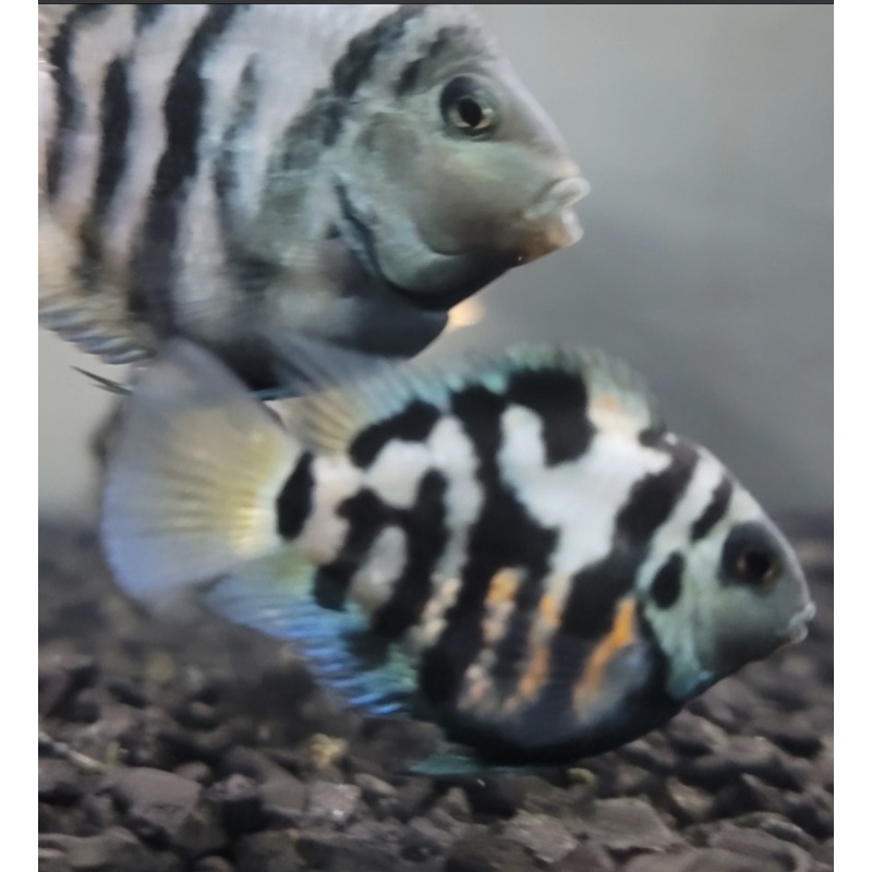 Polar Blue Parrot Fish