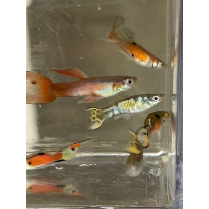 MYSTERY fry pack qty 7 Guppies