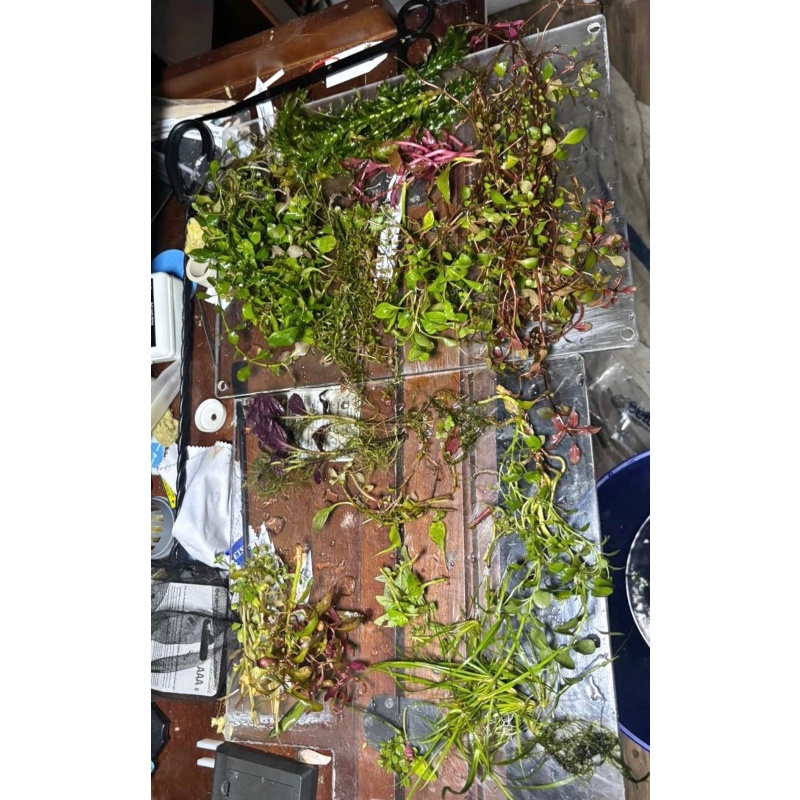 Shrimp Community Tank Bundle (Fish, Shrimp, Snails, Plants +More)