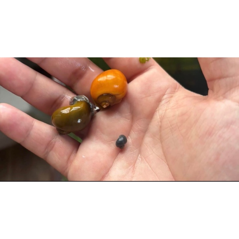 Shrimp Community Tank Bundle (Fish, Shrimp, Snails, Plants +More)