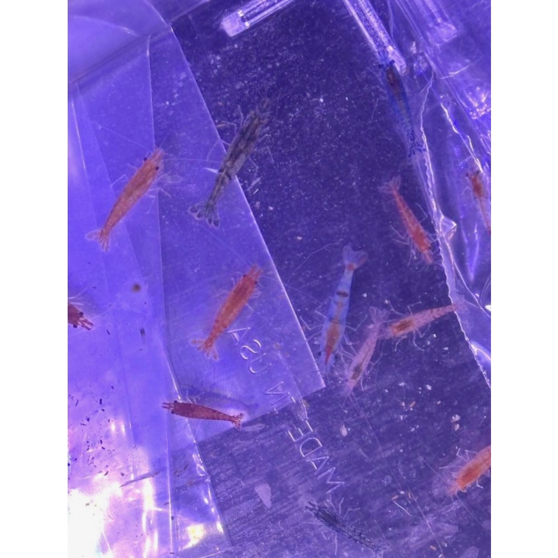 Shrimp Community Tank Bundle (Fish, Shrimp, Snails, Plants +More)