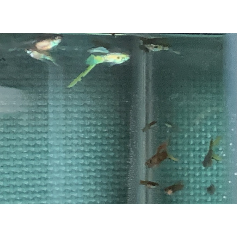 BEAUTIFUL  Vienna Emerald Green Lower swordtail Trios!