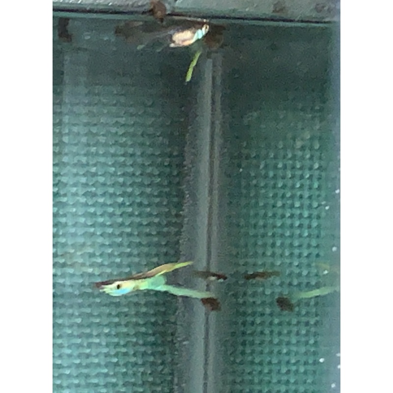 BEAUTIFUL  Vienna Emerald Green Lower swordtail Trios!