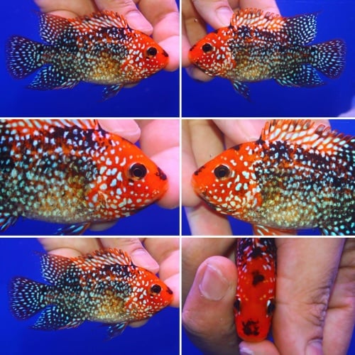 Faded male Super red texas 3.5 inch