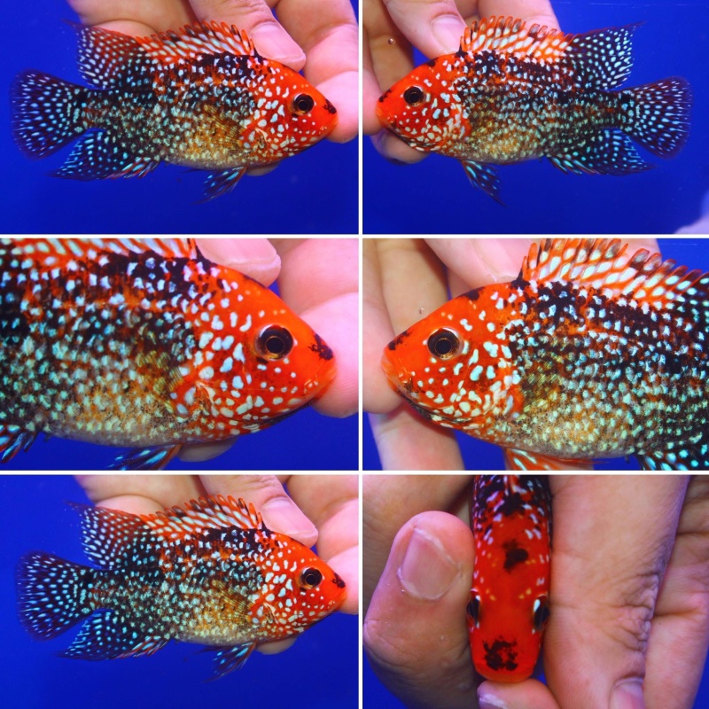 Faded male Super red texas 3.5 inch