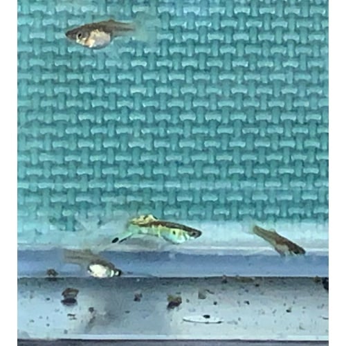 BEAUTIFUL  Vienna Emerald Green Lower swordtail Trios!