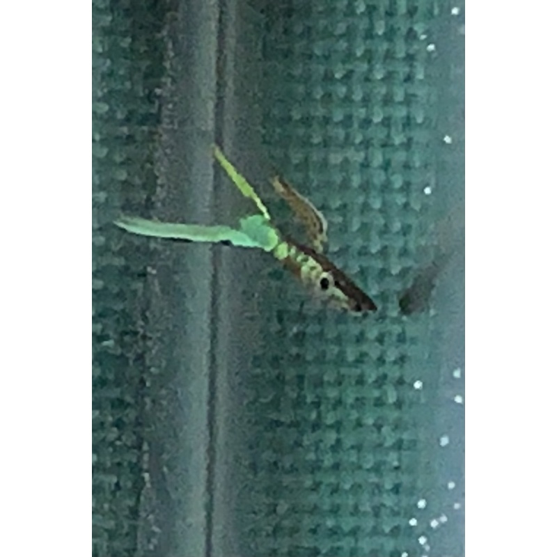 BEAUTIFUL  Vienna Emerald Green Lower swordtail Trios!