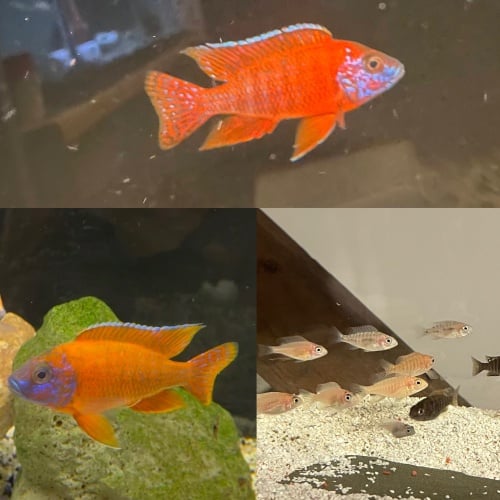 6 German Red peacocks