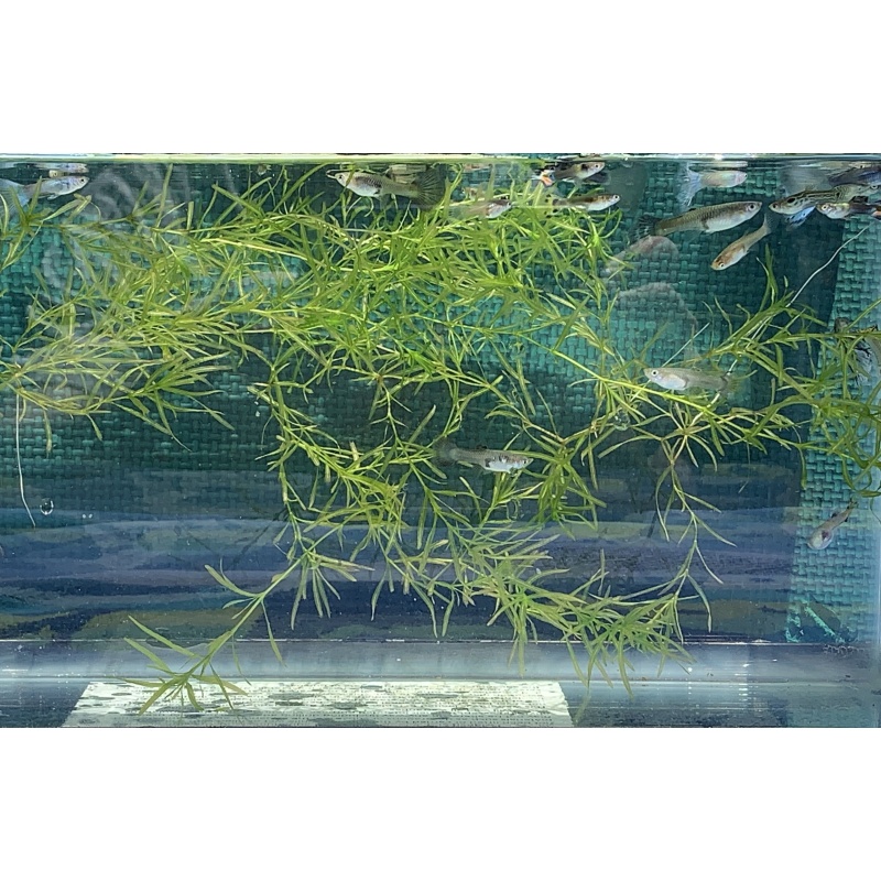 Hardy and Adaptable Assorted Guppies Pack