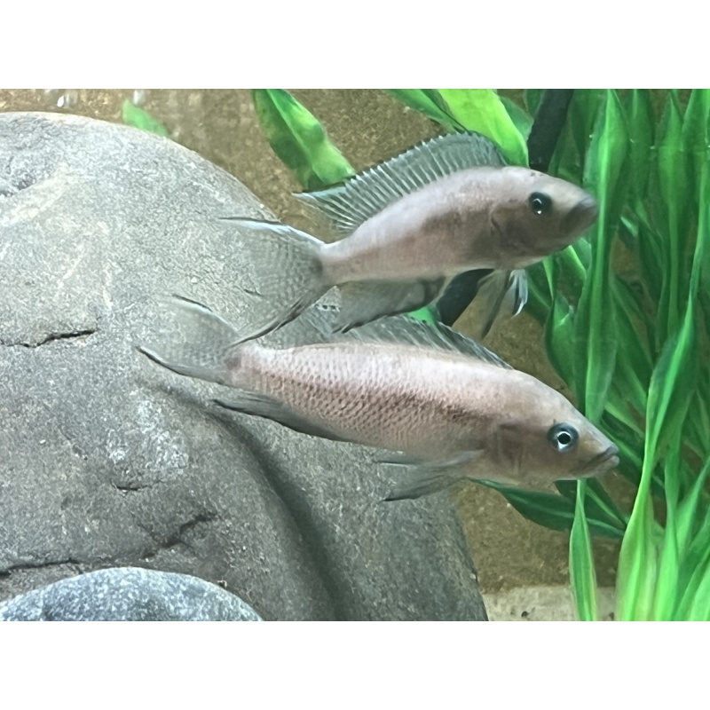 Neolamprologus Cygnus (Rare)