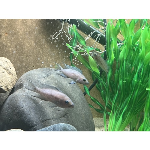 Neolamprologus Cygnus (Rare)