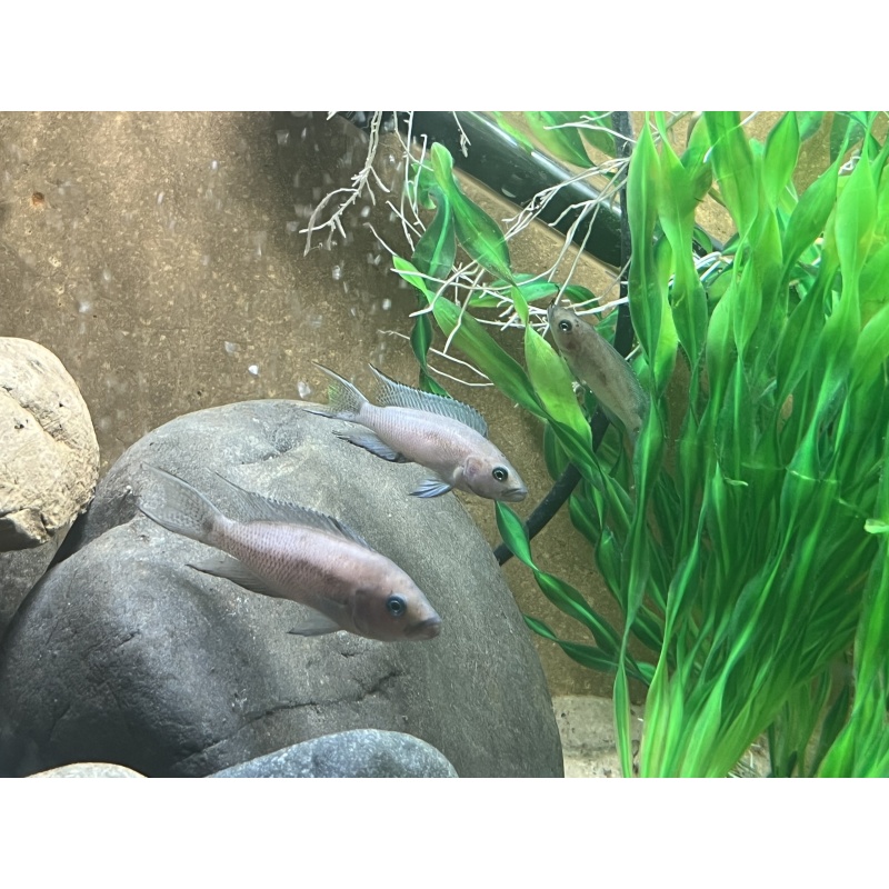 Neolamprologus Cygnus (Rare)