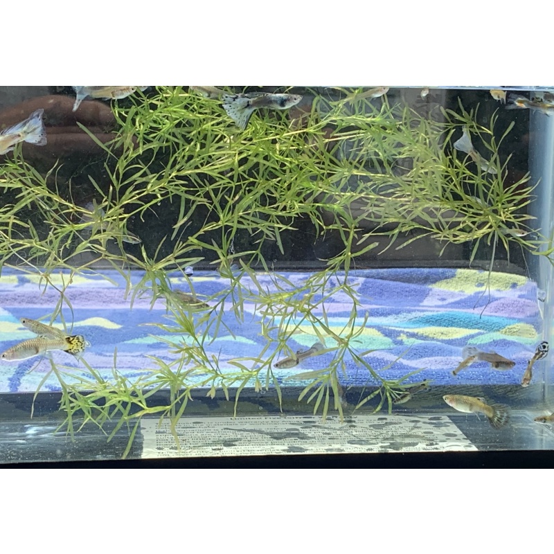 Hardy and Adaptable Assorted Guppies Pack