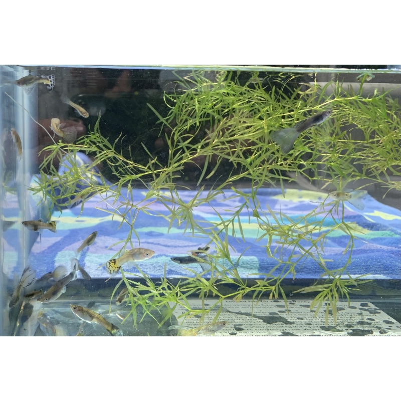 Hardy and Adaptable Assorted Guppies Pack