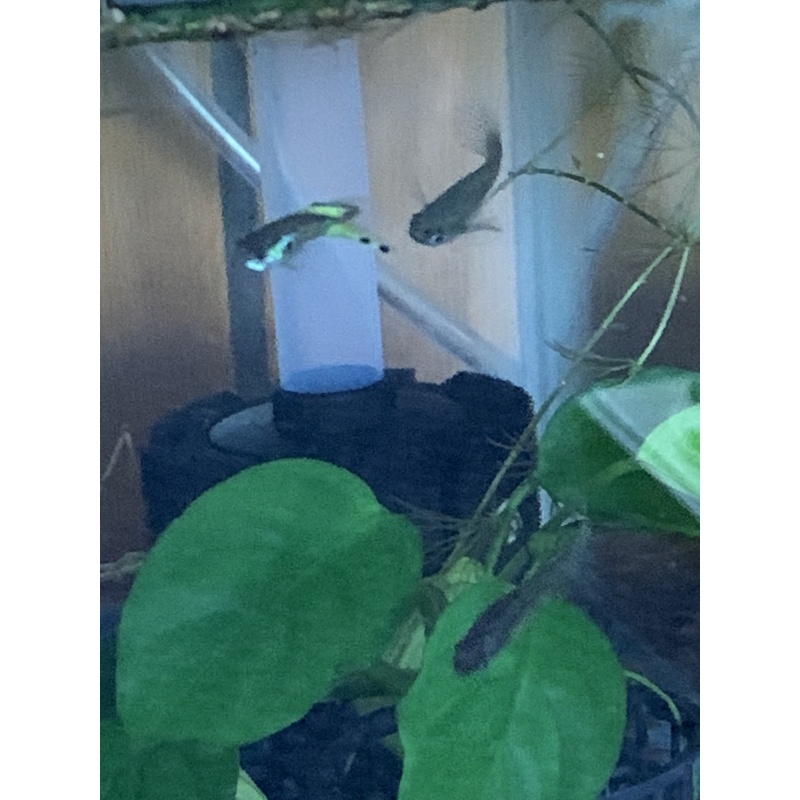 BEAUTIFUL Vienna Emerald Green Lower Swordtail Guppies 2 Trios + extras Free Shipping!!